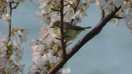 Image of Warbling Vireo