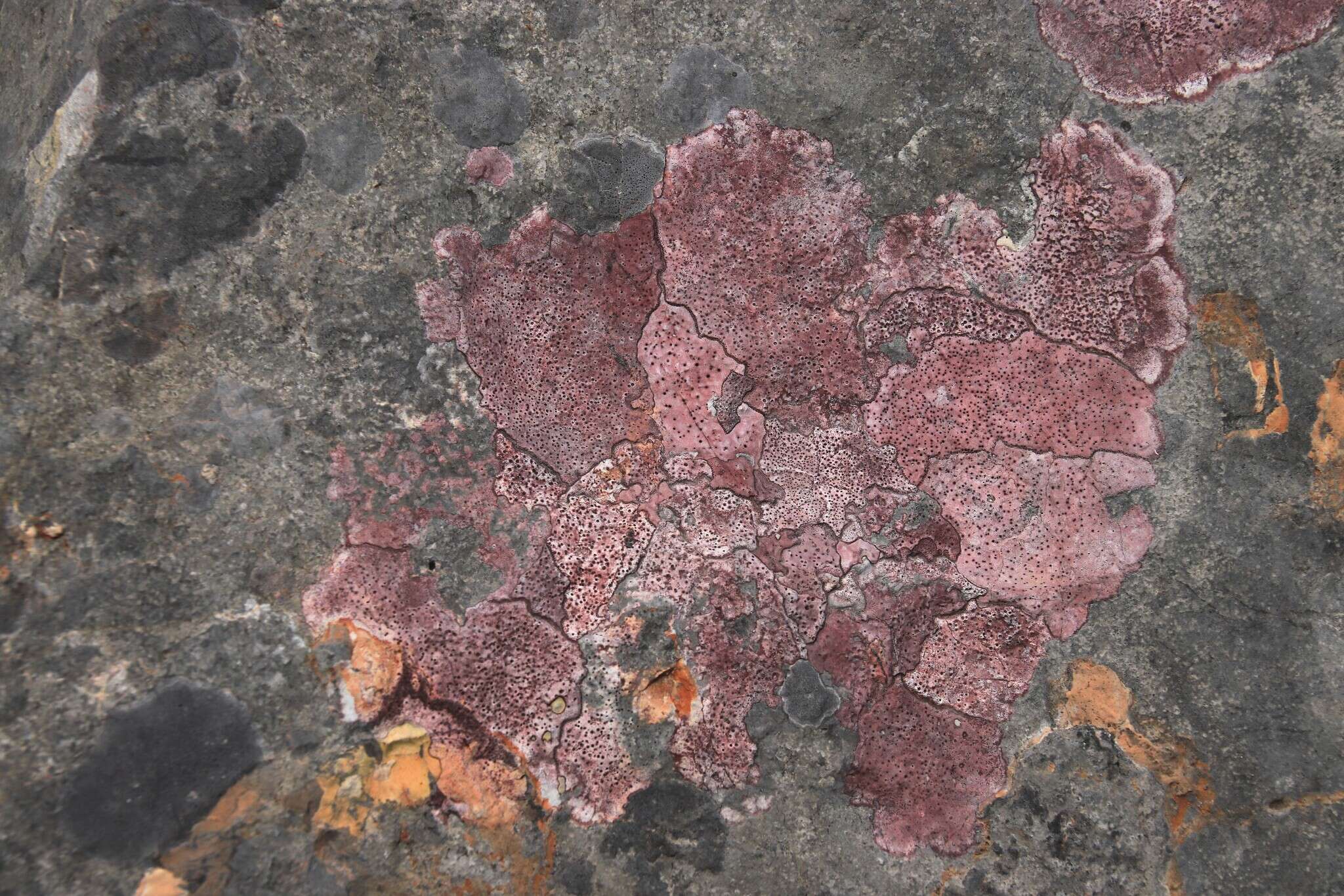 Image of wart lichen