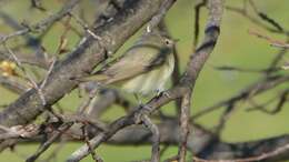 Image of Warbling Vireo