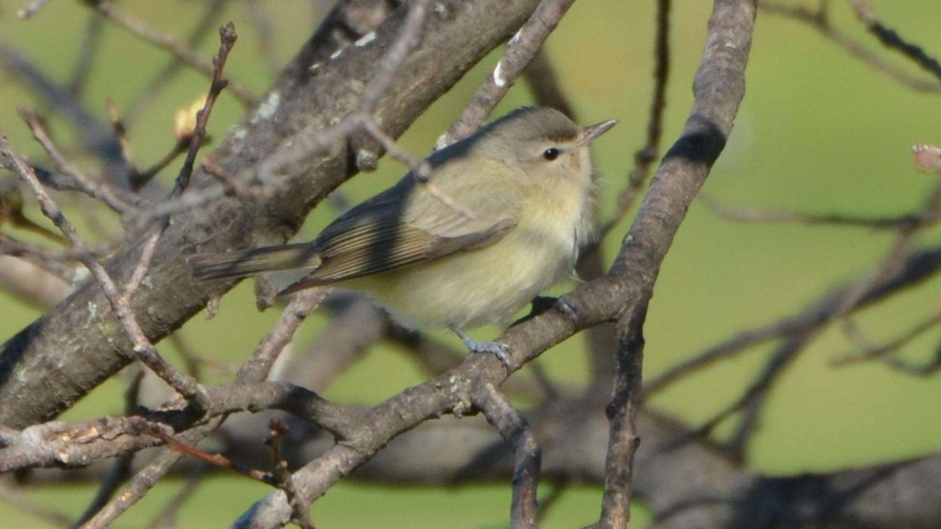 Vireo gilvus (Vieillot 1808) resmi