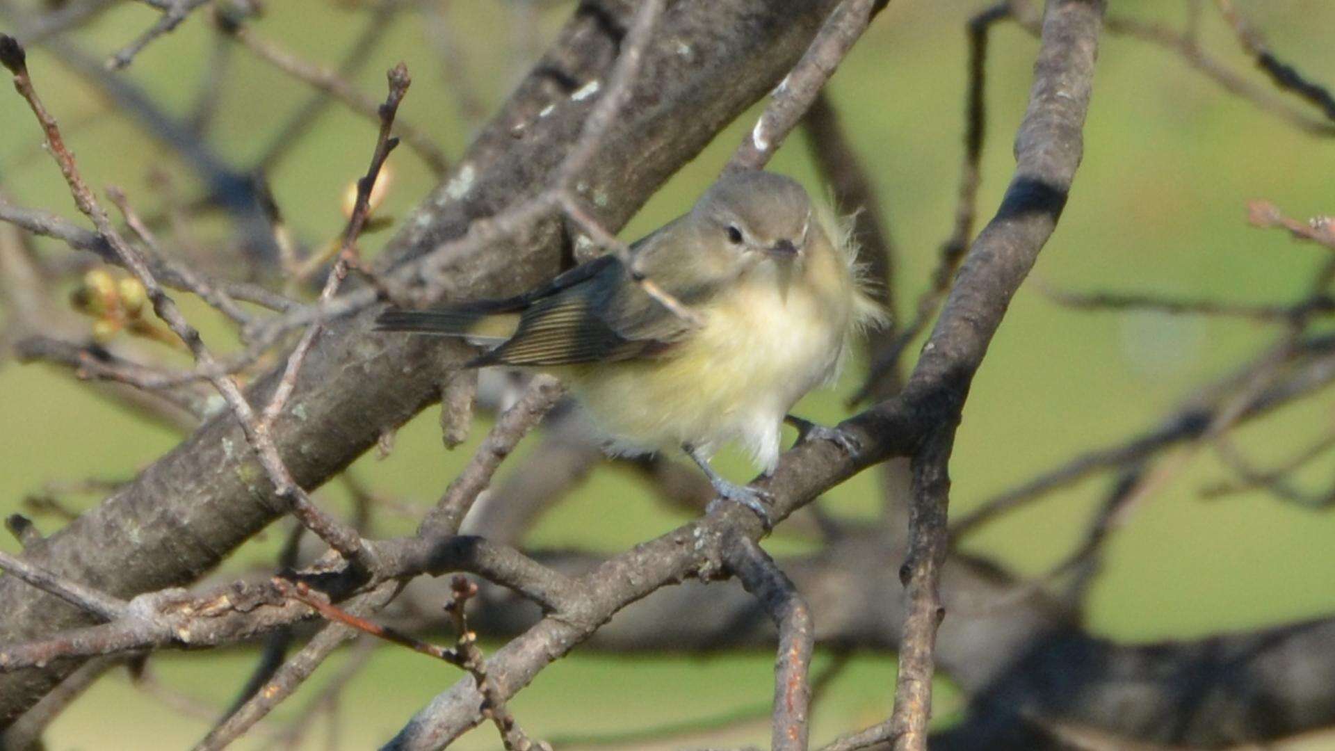 Vireo gilvus (Vieillot 1808) resmi