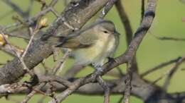 Vireo gilvus (Vieillot 1808) resmi