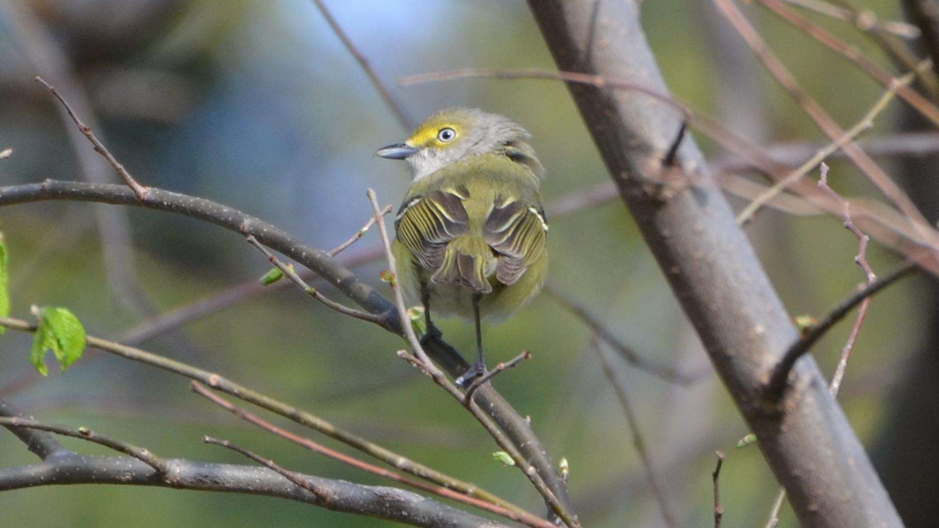 Слика од Vireo griseus (Boddaert 1783)