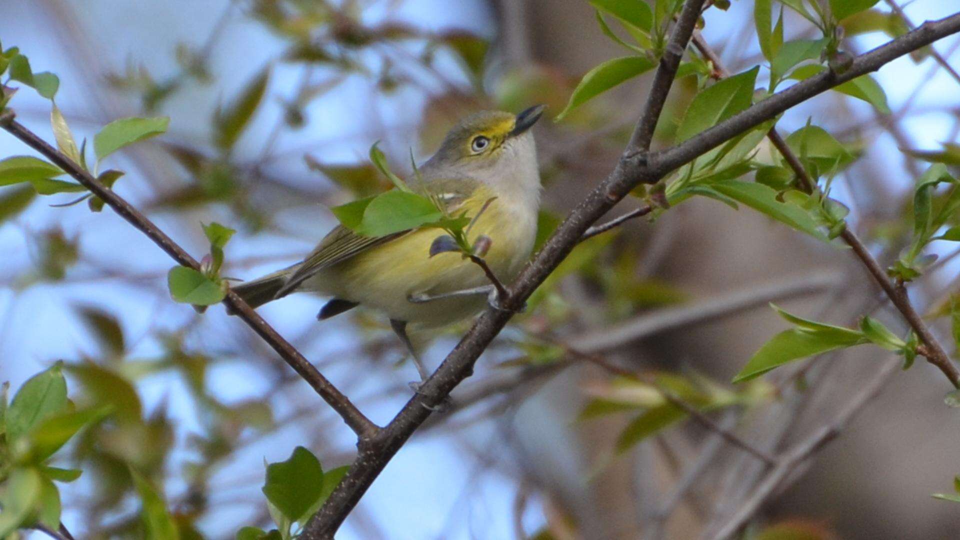 Слика од Vireo griseus (Boddaert 1783)