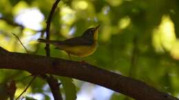 Image of Canada Warbler