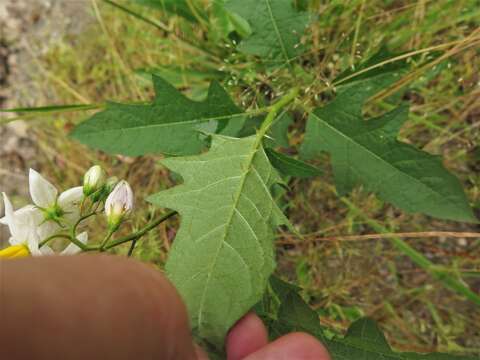 Image of <i>Solanum <i>carolinense</i></i> var. carolinense