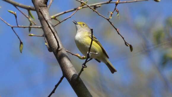 Слика од Vireo griseus (Boddaert 1783)