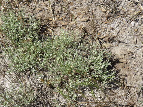 Sivun Helichrysum indicum (L.) Grierson kuva