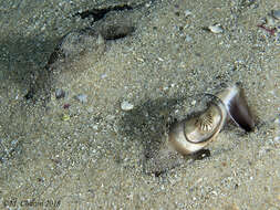 Image of Painted ray or Undulate ray