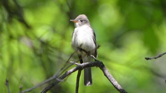 Image of Eastern Wood Pewee