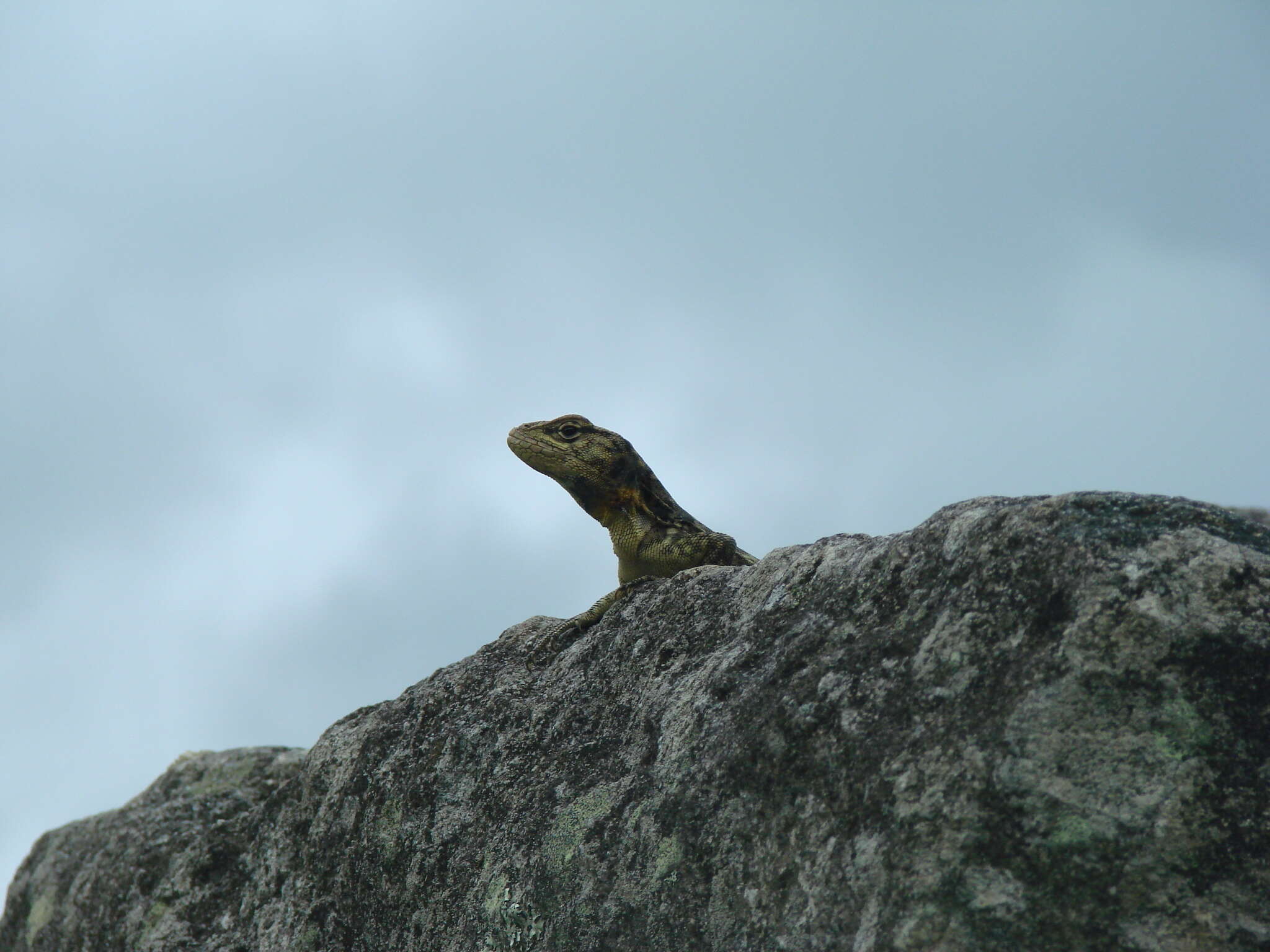 Image of Spiny Whorltail Iguana