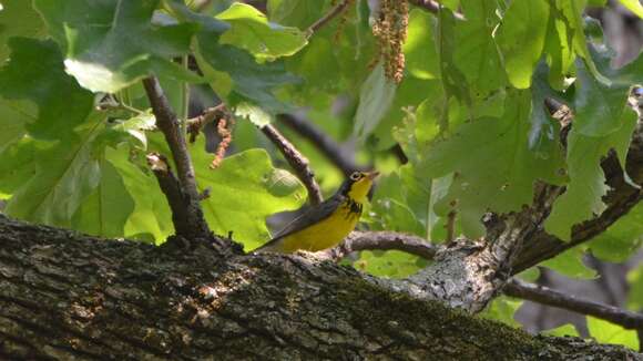 Image of Canada Warbler