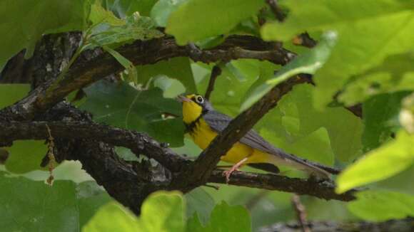 Слика од Cardellina canadensis (Linnaeus 1766)