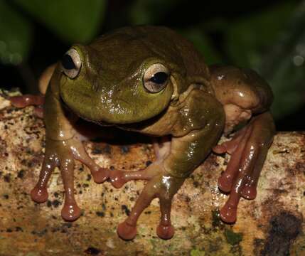 Image of Plectrohyla exquisita McCranie & Wilson 1998