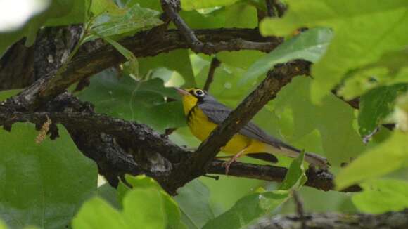 Слика од Cardellina canadensis (Linnaeus 1766)