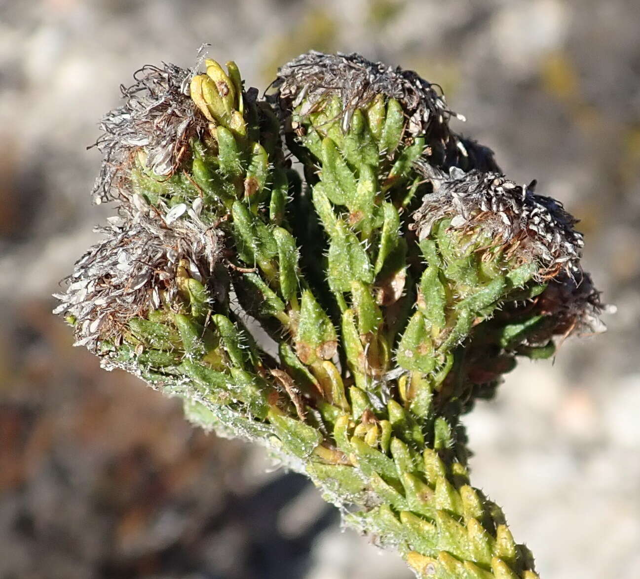 Image of Agathosma eriantha (Steud.) Steud.