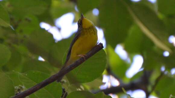 Слика од Cardellina canadensis (Linnaeus 1766)