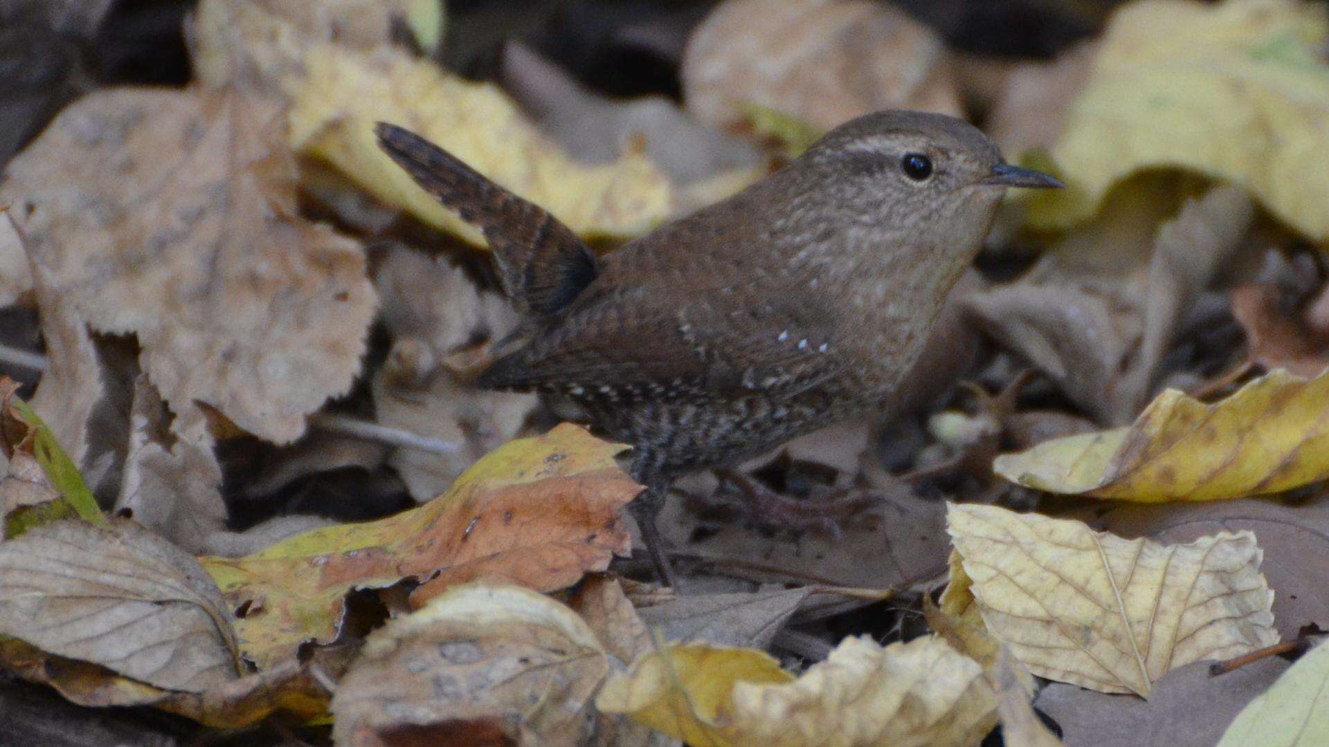 Image of Eastern Winter Wren