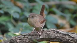 Image of Eastern Winter Wren