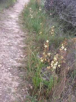 Image of Wachendorfia paniculata Burm.