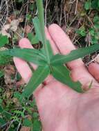 Image of checker lily