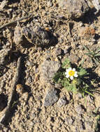 Image of Emory's rockdaisy