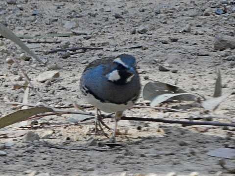 Image of Spotted Quail-thrush