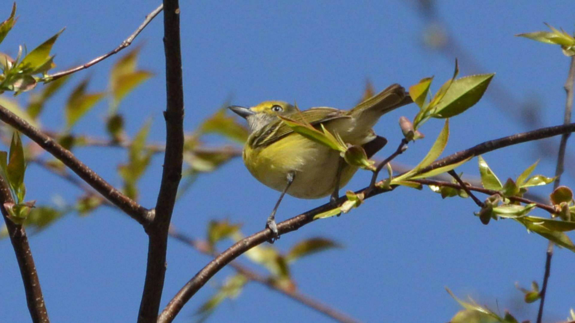 Слика од Vireo griseus (Boddaert 1783)