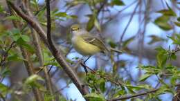 Слика од Vireo griseus (Boddaert 1783)