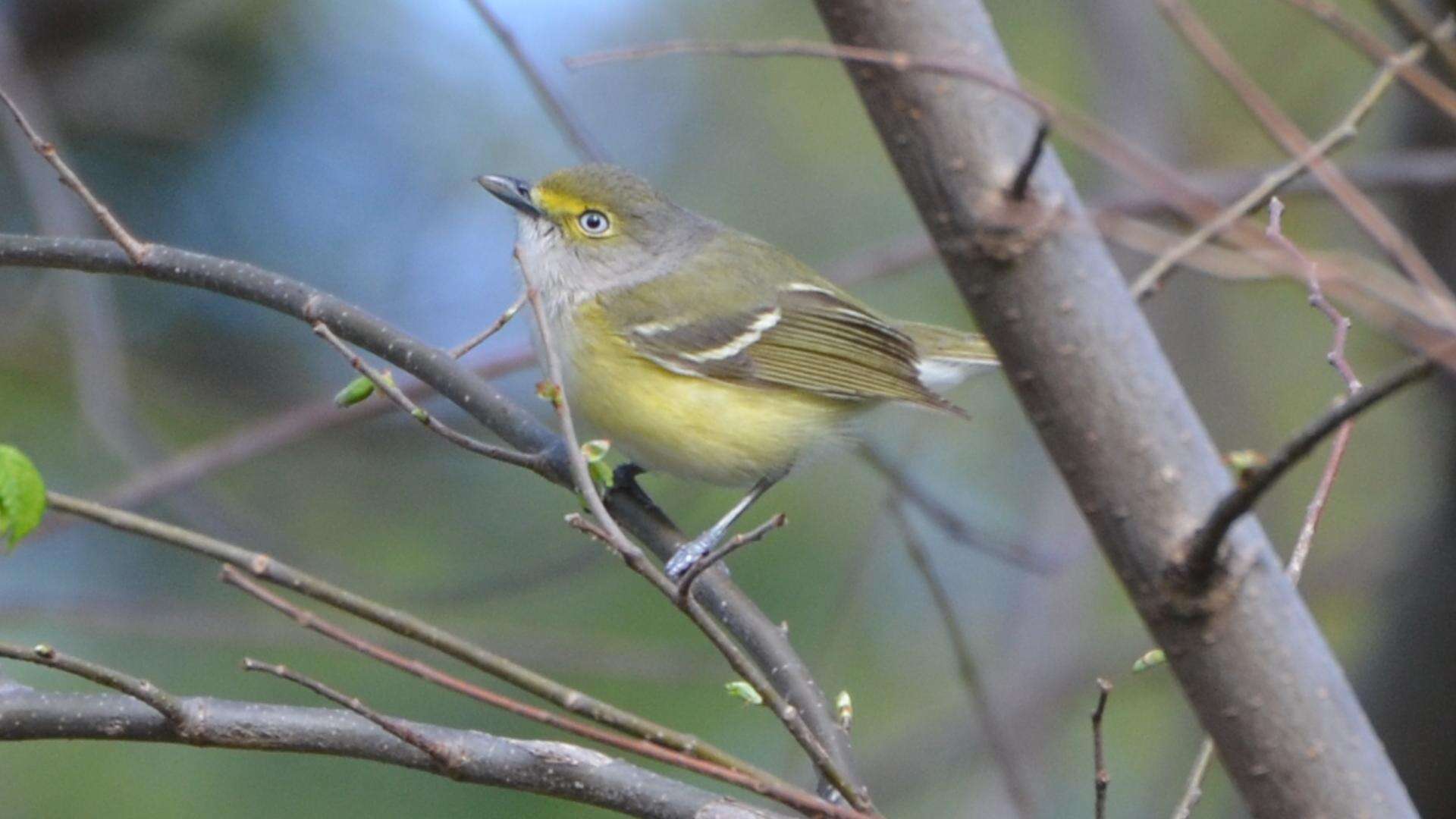 Слика од Vireo griseus (Boddaert 1783)