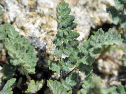 Image de Cheilanthes brownii (Desv.) Domin