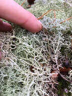 Image de Cladonia subtenuis (Abbayes) A. Evans