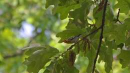 Image of Blackburnian Warbler