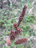 Image of Warty Sedge