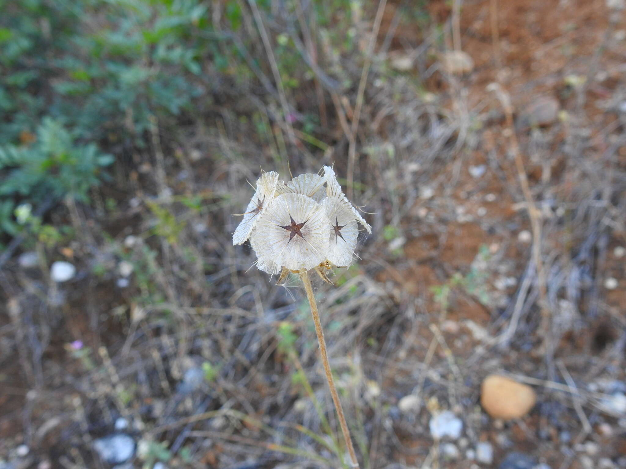 Image of Lomelosia simplex (Desf.) Rafin.