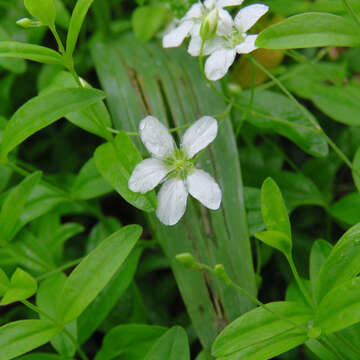 Image of Grove Sandwort