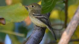 Image of Yellow-bellied Flycatcher