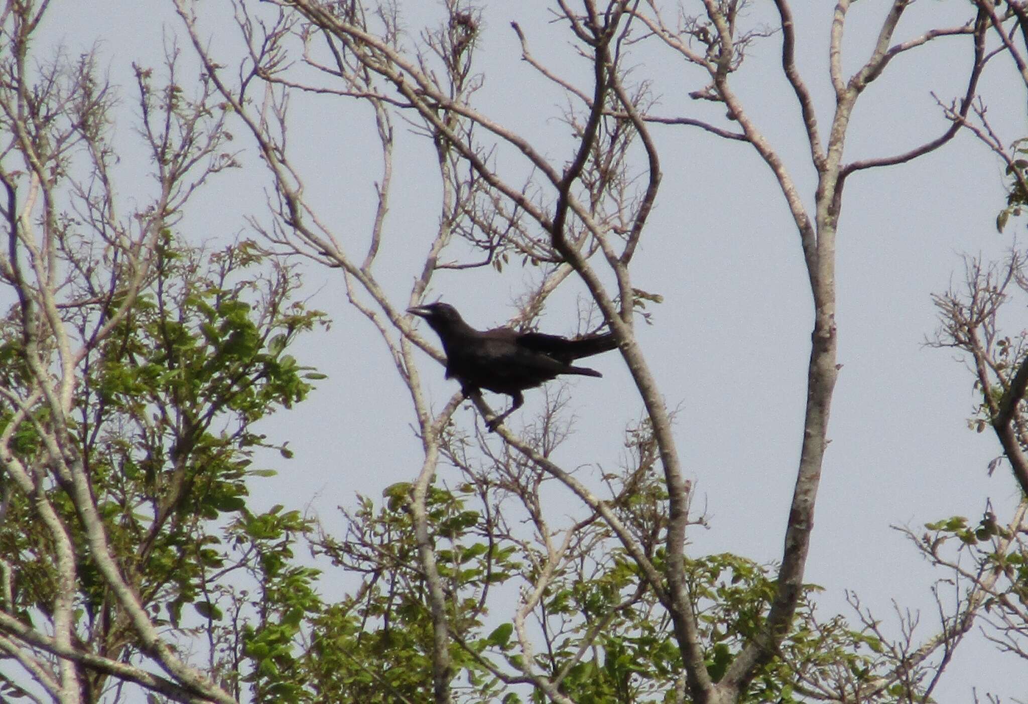 Imagem de Corvus jamaicensis Gmelin & JF 1788