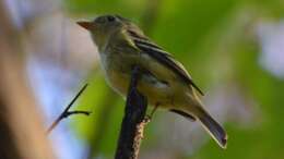 Image of Yellow-bellied Flycatcher