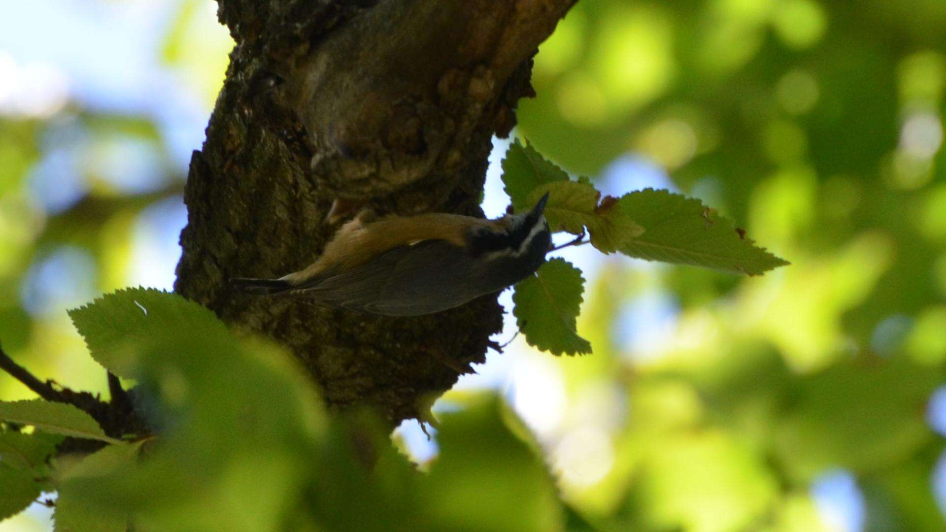 Image of Red-breasted Nuthatch