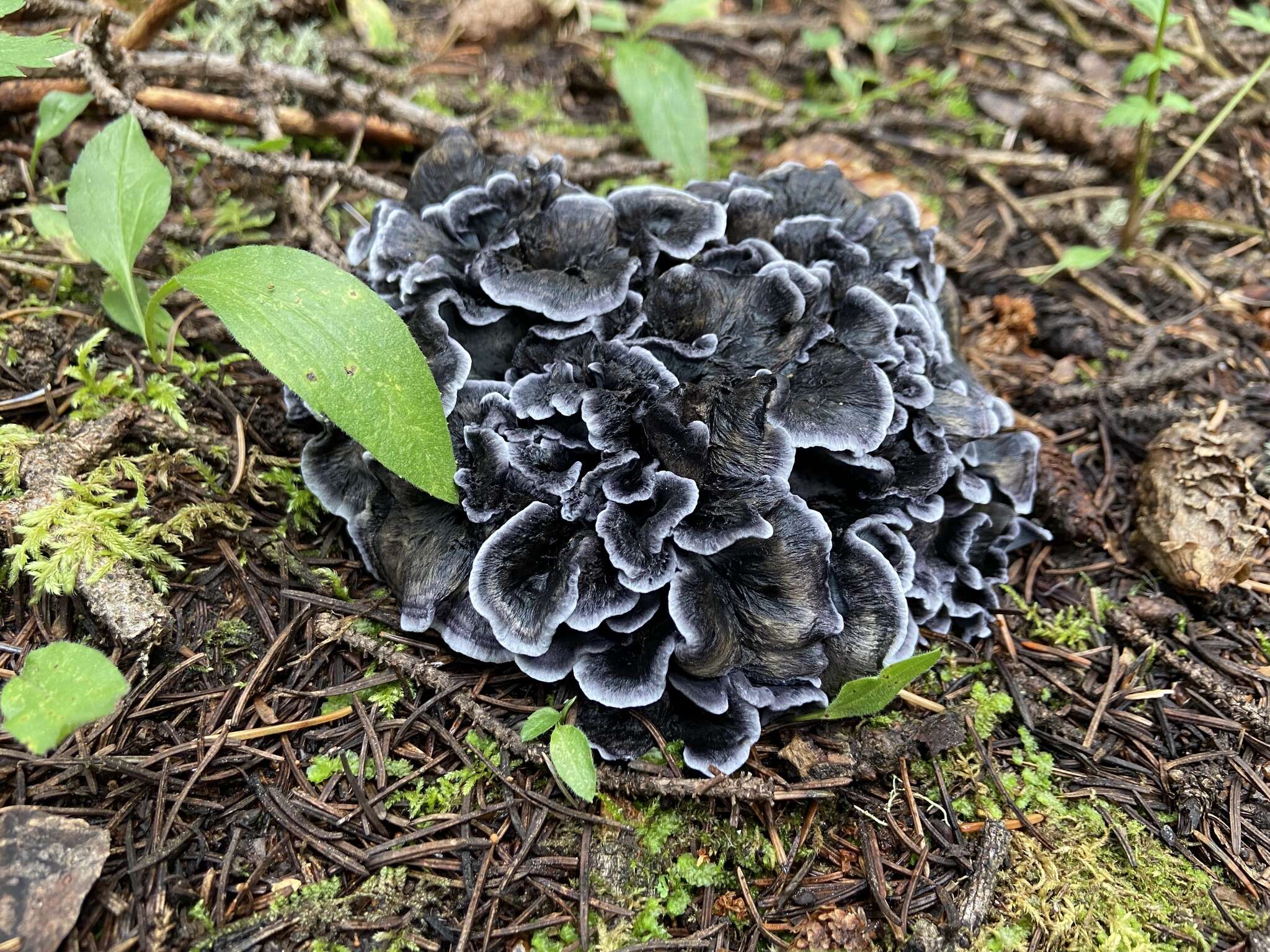 Sivun Polyozellus atrolazulinus Trudell & Kõljalg kuva