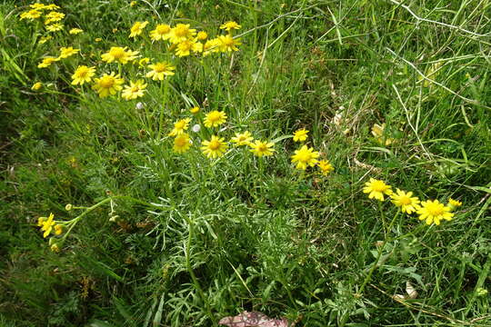 Plancia ëd Senecio brigalowensis I. Thomps.