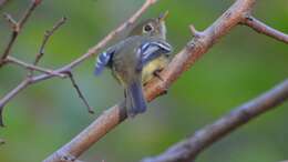 Image of Yellow-bellied Flycatcher