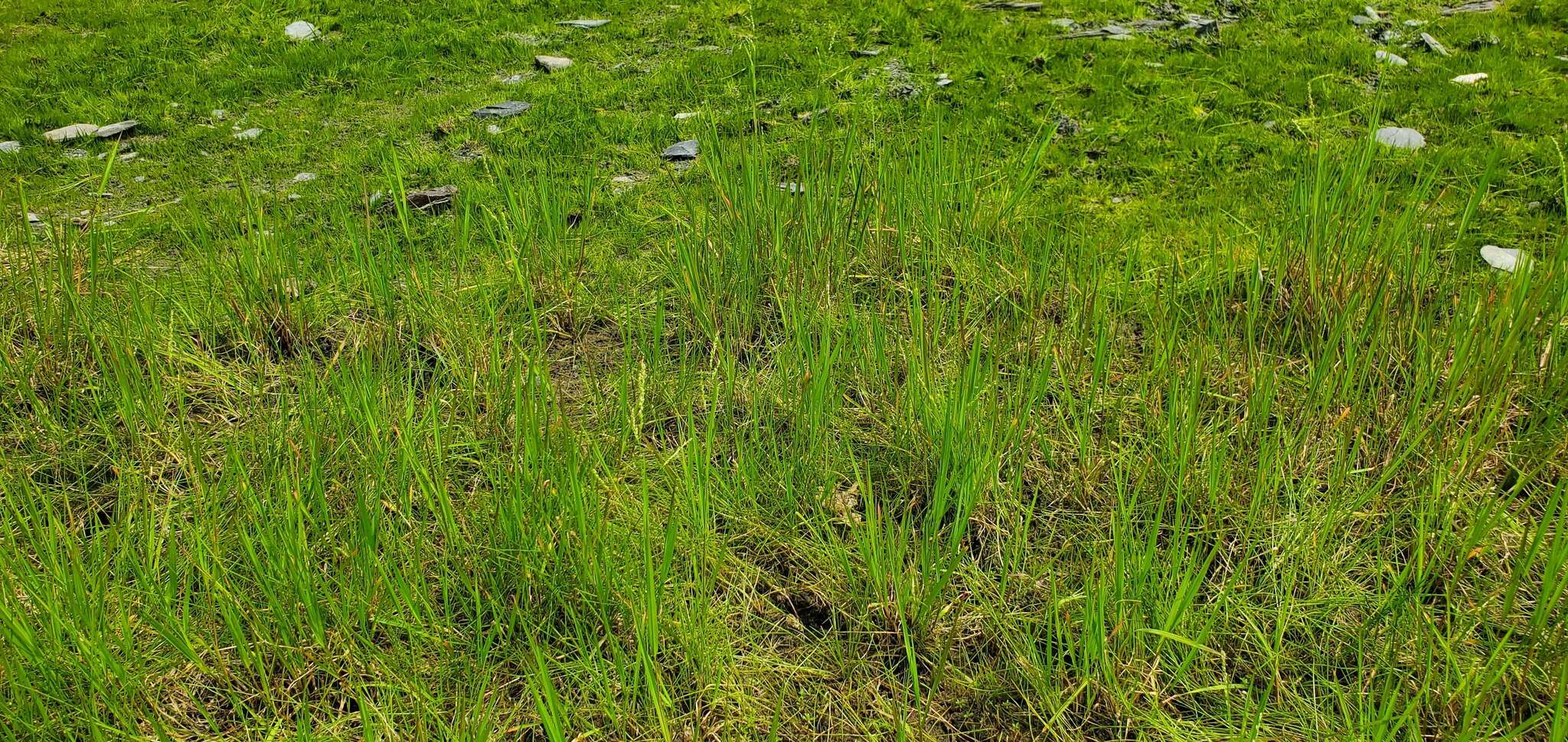 Image of American pillwort