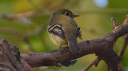 Image of Yellow-bellied Flycatcher