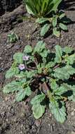 Image of sweetscented phacelia