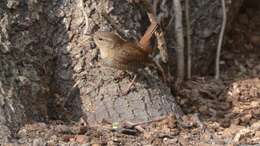 Image of Eastern Winter Wren