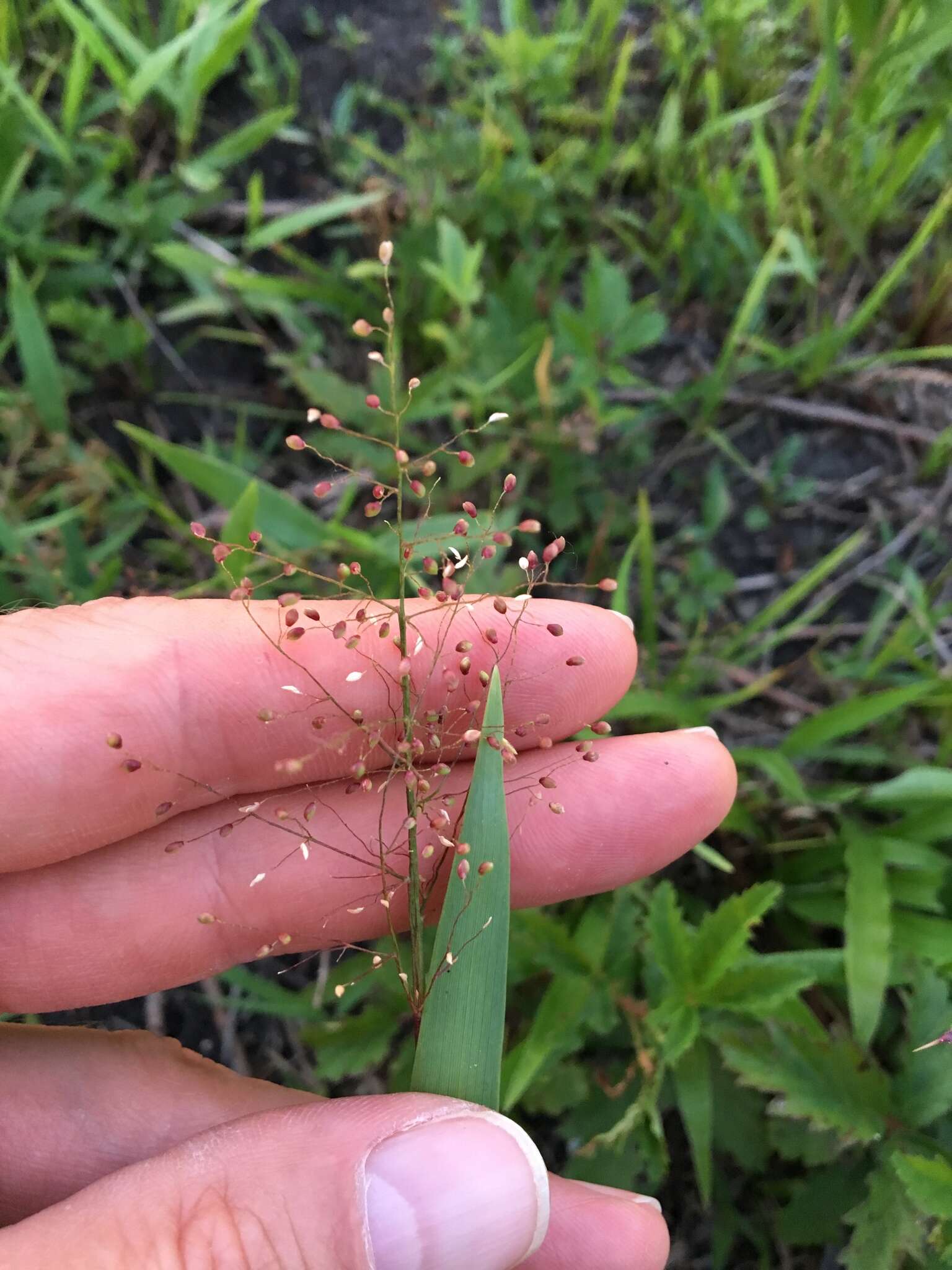 Panicum sphaerocarpon Elliott resmi