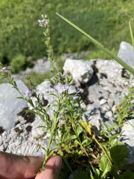 Sivun Veronica fruticulosa L. kuva