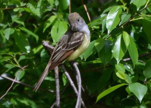 Image of Great Crested Flycatcher